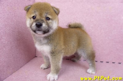 07/11赤色柴犬母幼犬1號(新北中和)8