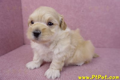 11/23馬爾泰迪公幼犬2號(高雄左營)6