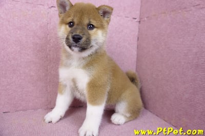 11/19赤色柴犬公幼犬(台中豐原)9