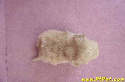 12/10馬爾泰迪公幼犬3號6