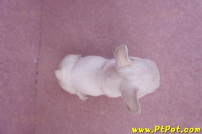 07/25奶油色法國鬥牛母幼犬3號(屏東內埔)12