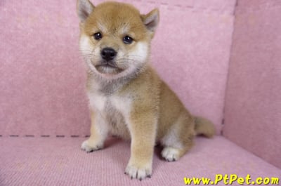 07/22赤色柴犬公幼犬9