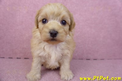 12/10馬爾泰迪公幼犬4號1