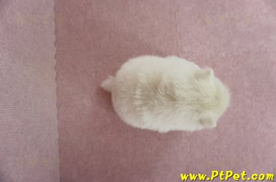 03/14迷你型松鼠白博美母幼犬(屏東潮州)6