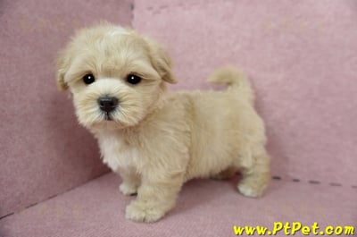 04/11奶油色馬爾泰迪公幼犬(台東綠島)13