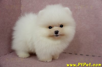 03/14迷你型松鼠白博美公幼犬2號(台北士林)6