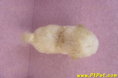 09/23泰迪比熊母幼犬(高雄鳳山)13