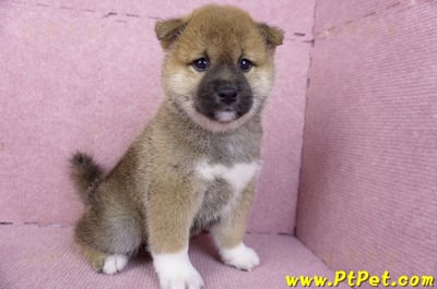 01/11赤色柴犬母幼犬(屏東竹田)4