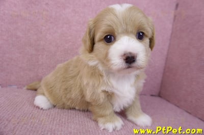 01/30馬爾泰迪公幼犬1號5