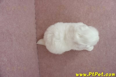 05/27北京狗母幼犬(台北萬華)9