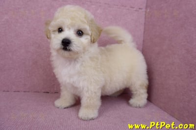 09/12泰迪比熊母幼犬1號(台南西港)10