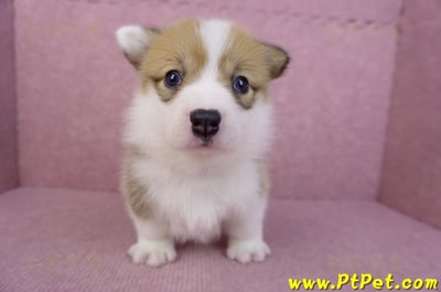 05/31雙色柯基犬母幼犬(屏東新埤)2