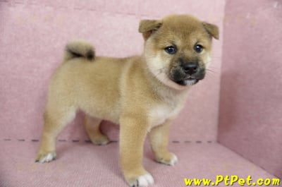 04/29赤色柴犬母幼犬(屏東東港)3