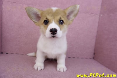 10/13雙色柯基犬母幼犬3號(台南北區)1