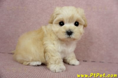 03/21奶油色馬爾泰迪母幼犬(基隆市)6