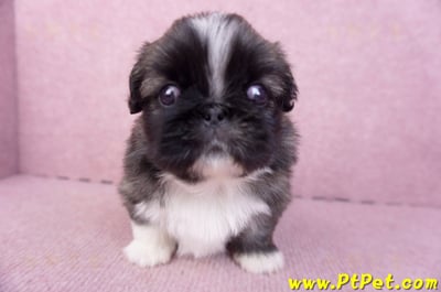 12/17棕色北京狗公幼犬(高雄左營)2