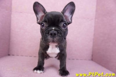 09/18虎斑色法國鬥牛母幼犬1號(屏東泰武)2