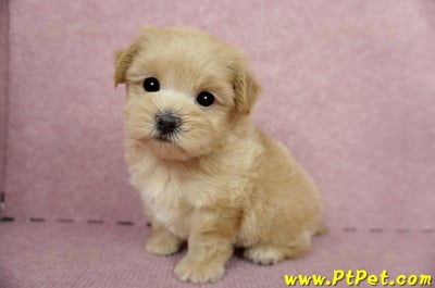 04/23奶油色馬爾泰迪公幼犬3號(台東卑南)9