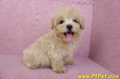 05/11馬爾泰迪公幼犬(台北內湖)6