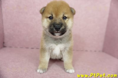 05/11赤色柴犬母幼犬2號(台南南區)2