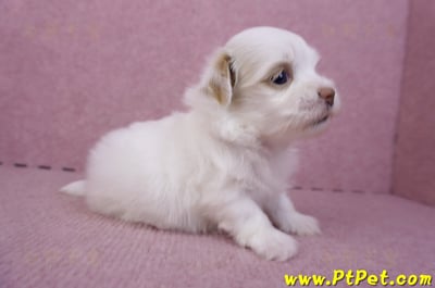 09/27馬爾泰迪母幼犬2號(高雄大寮)3