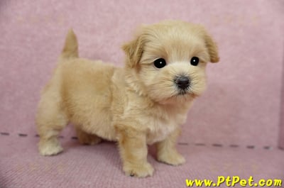 04/23奶油色馬爾泰迪公幼犬3號(台東卑南)6