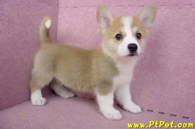 10/13雙色柯基犬母幼犬(雲林古坑)6