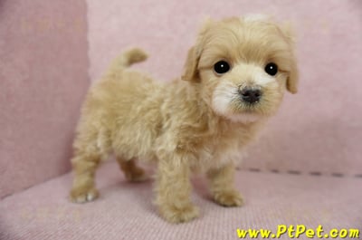 01/15奶油色馬爾泰迪公幼犬(屏東高樹)6