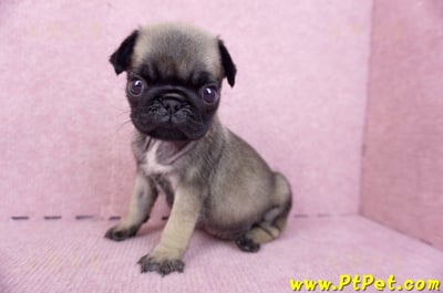 09/08巴哥母幼犬2號(桃園楊梅)11