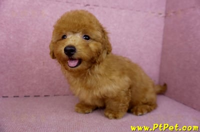 01/26紅貴賓公幼犬10