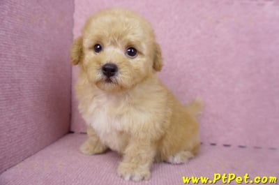 08/12泰迪比熊母幼犬1號(花蓮市)9