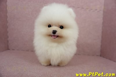 03/14迷你型松鼠白博美公幼犬2號(台北士林)3