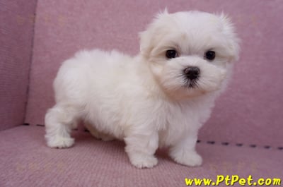 06/26迷你型馬爾濟斯公幼犬2號(高雄前金)3