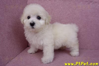 07/22比熊犬母幼犬2號(桃園平鎮)10