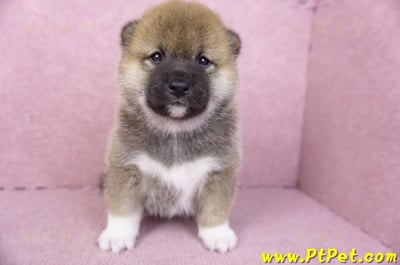 01/11赤色柴犬母幼犬2號2