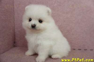 05/22迷你型松鼠白博美母幼犬(屏東高樹)10