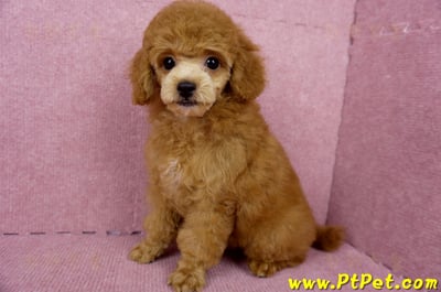 05/22迷你型紅貴賓母幼犬(屏東高樹)9