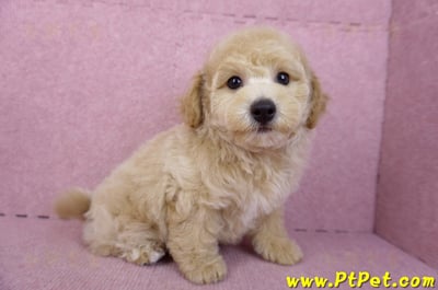 08/14泰迪比熊公幼犬3號(高雄新興)9