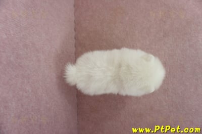 05/22迷你型松鼠白博美母幼犬(屏東高樹)11