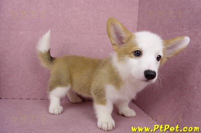 05/09雙色柯基犬母幼犬(台北萬華)5