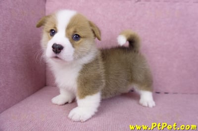 11/30雙色柯基犬公幼犬1號(屏東萬丹)8