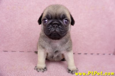 07/09巴哥公幼犬1號(台南關廟)2