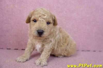 01/20泰迪比熊公幼犬2號6