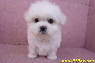 11/20馬爾濟斯公幼犬(彰化二林)2