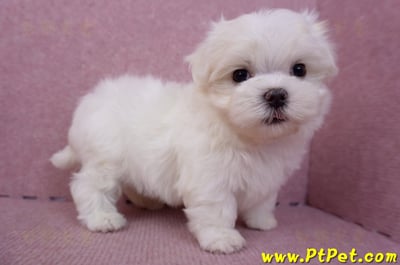 06/26迷你型馬爾濟斯公幼犬2號(高雄前金)4