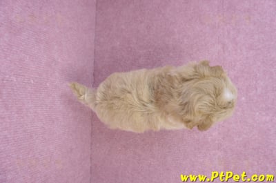 08/06奶油色馬爾泰迪母幼犬1號(桃園新屋)13