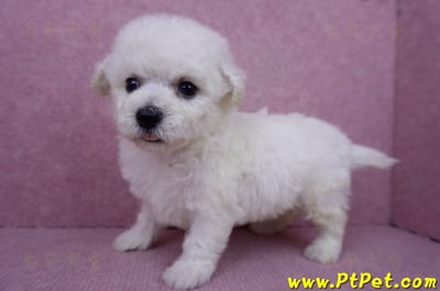 07/22比熊犬公幼犬3號(台北北投)6