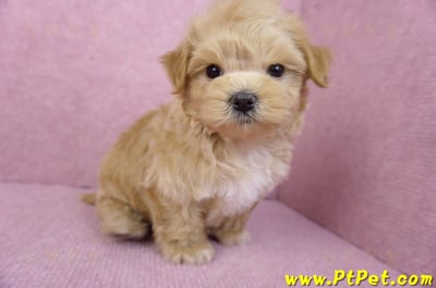 11/23馬爾泰迪公幼犬3號6