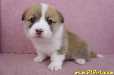 03/14雙色柯基犬母幼犬1號8