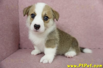 04/28雙色柯基犬公幼犬1號(桃園中壢)8